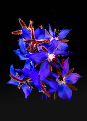 borage flower-8690